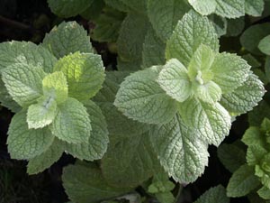 This is a picture of a Bowles' mint plant (Mentha x villosa alopecuroides), sometimes called applemint which should really be applied to Mentha suaveolens. This plant is fro my National Mentha Collection.